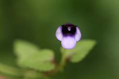 Torenia lindernioides